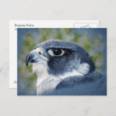 Peregrine Falcon Briefkaart (Voorkant / Achterkant)