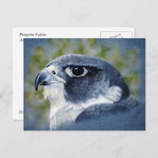 Peregrine Falcon Briefkaart (Voorkant / Achterkant)