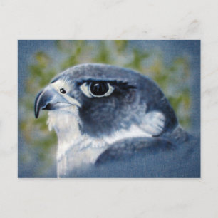 Peregrine Falcon Briefkaart