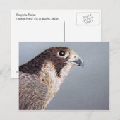 Peregrine Falcon Briefkaart (Voorkant / Achterkant)