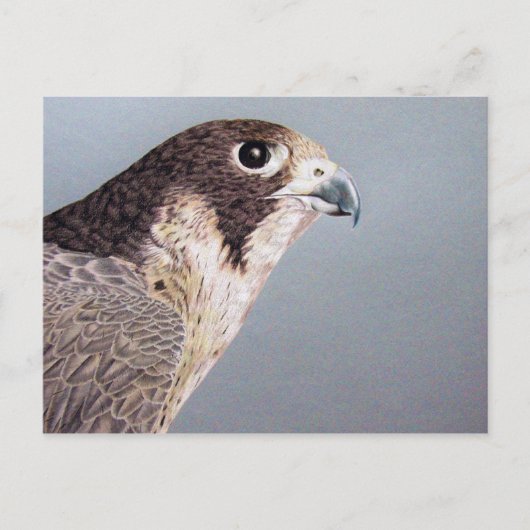 Peregrine Falcon Briefkaart (Voorkant)