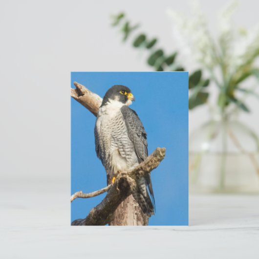Peregrine Falcon Briefkaart (Staand voorkant)