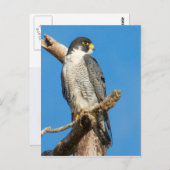 Peregrine Falcon Briefkaart (Voorkant / Achterkant)