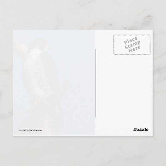 Peregrine Falcon Briefkaart (Achterkant)