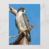 Peregrine Falcon Briefkaart (Voorkant)