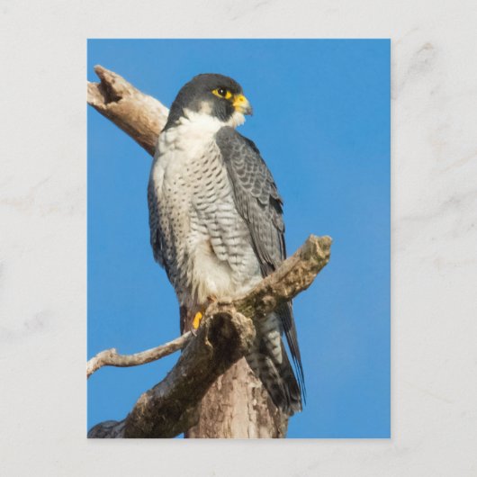 Peregrine Falcon Briefkaart (Voorkant)