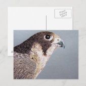 Peregrine Falcon Briefkaart (Voorkant / Achterkant)