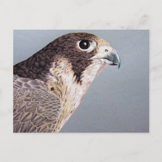 Peregrine Falcon Briefkaart (Voorkant)