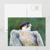 Peregrine Falcon Briefkaart (Voorkant / Achterkant)