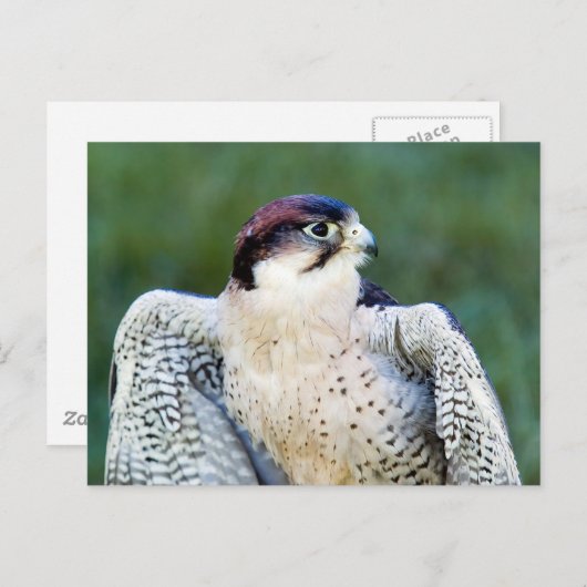 Peregrine Falcon Briefkaart (Voorkant / Achterkant)