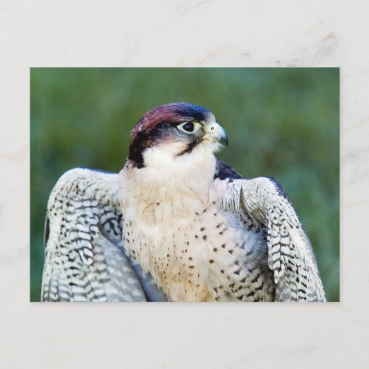Peregrine Falcon Briefkaart (Voorkant)