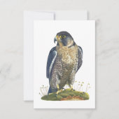 Peregrine Falcon Briefkaart-stijl Note Kaart Notitiekaartje (Voorkant)