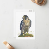 Peregrine Falcon Briefkaart-stijl Note Kaart Notitiekaartje (Voorkant / Achterkant in situ)