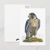 Peregrine Falcon Briefkaart-stijl Note Kaart Notitiekaartje (Voorkant / Achterkant)