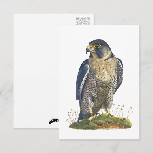 Peregrine Falcon Briefkaart-stijl Note Kaart Notitiekaartje (Voorkant / Achterkant)