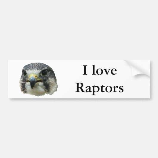 Peregrine Falcon Bumpersticker (Voorkant)