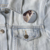 Peregrine Falcon Button (In situ)