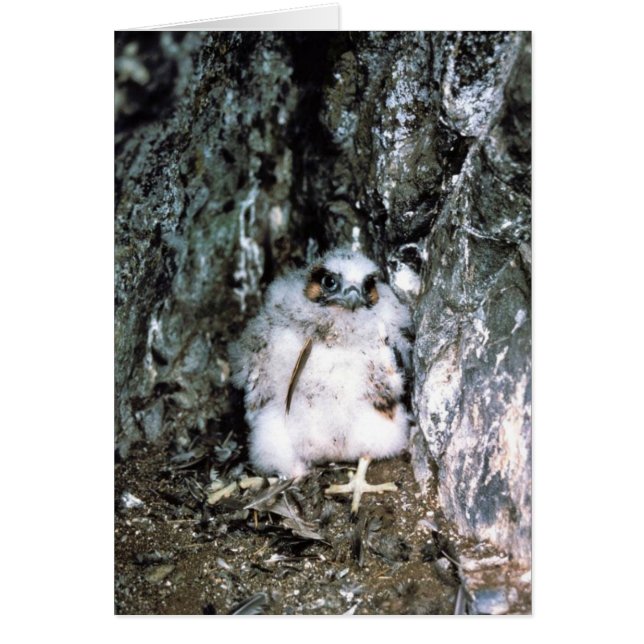 Peregrine Falcon Chick (Voorkant)