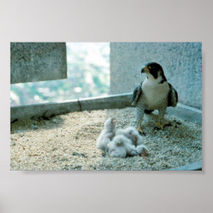 Peregrine Falcon Chicken, Vrouw Poster