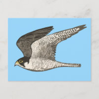 Peregrine Falcon Colored Pencil Illustratie