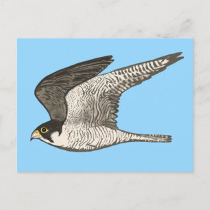 Peregrine Falcon Colored Pencil Illustratie Briefkaart