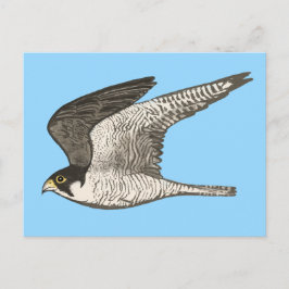 Peregrine Falcon Colored Pencil Illustratie Briefkaart
