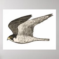 Peregrine Falcon Colored Potlood tekenend op wit