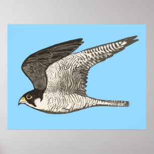Peregrine Falcon Colored Potlood tekening op blauw Poster