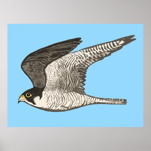 Peregrine Falcon Colored Potlood tekening op blauw Poster (Voorkant)