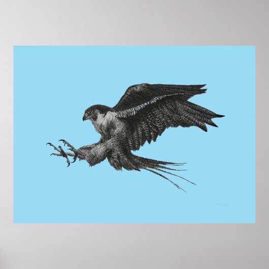Peregrine Falcon Drawing op Canvas Poster (Voorkant)