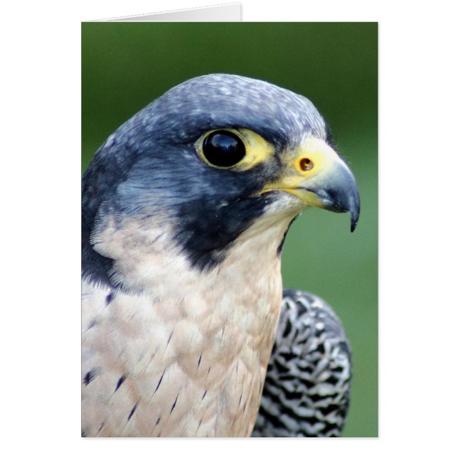 Peregrine Falcon Face Foto (Voorkant)
