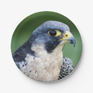 Peregrine Falcon Face Foto Papieren Bordje
