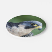 Peregrine Falcon Face Foto Papieren Bordje (Gekanteld)