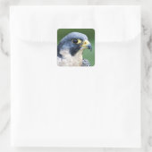 Peregrine Falcon Face Photo Vierkante Sticker (Tas)