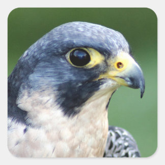 Peregrine Falcon Face Photo Vierkante Sticker