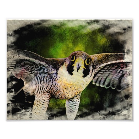 Peregrine Falcon Foto Afdruk (Voorkant)