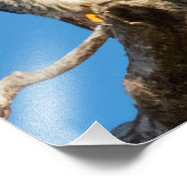 Peregrine Falcon Foto Afdruk (Hoek)