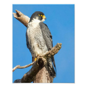 Peregrine Falcon Foto Afdruk