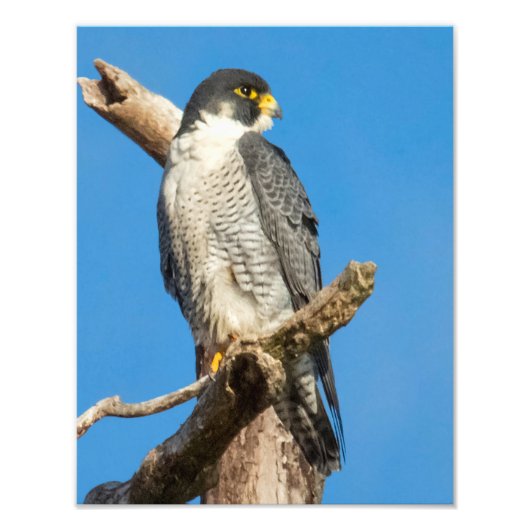 Peregrine Falcon Foto Afdruk (Voorkant)
