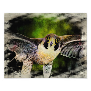 Peregrine Falcon Foto Afdruk
