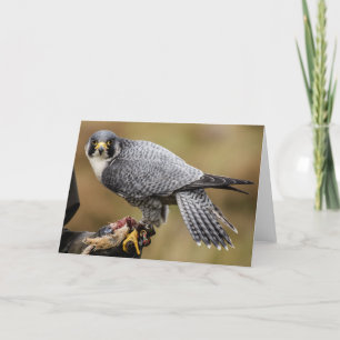 Peregrine Falcon Greetings Card Kaart