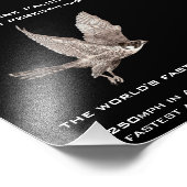 Peregrine Falcon het snelste dier Foto Afdruk (Hoek)