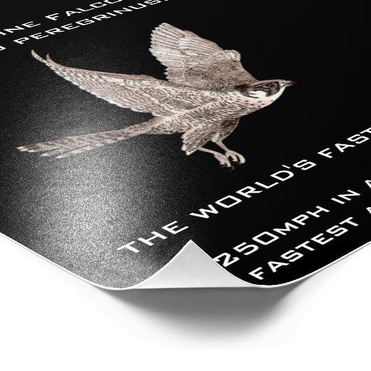 Peregrine Falcon het snelste dier Foto Afdruk (Hoek)