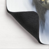 Peregrine Falcon in Flight Muismat (Hoek)