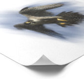 Peregrine Falcon in Flight Poster (Hoek)