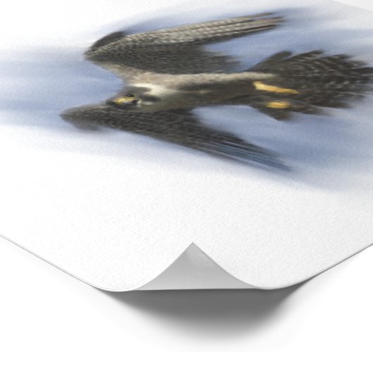 Peregrine Falcon in Flight Poster (Hoek)