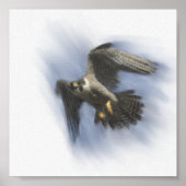 Peregrine Falcon in Flight Poster (Voorkant)