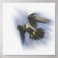 Peregrine Falcon in Flight