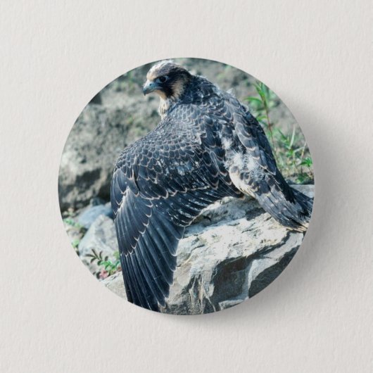 Peregrine Falcon, jeugdig Ronde Button 5,7 Cm (Voorkant)