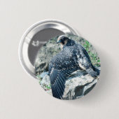Peregrine Falcon, jeugdig Ronde Button 5,7 Cm (Voorkant /achterkant)